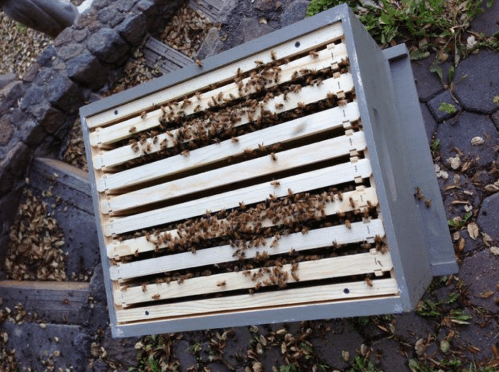 colmena con paquete de abejas