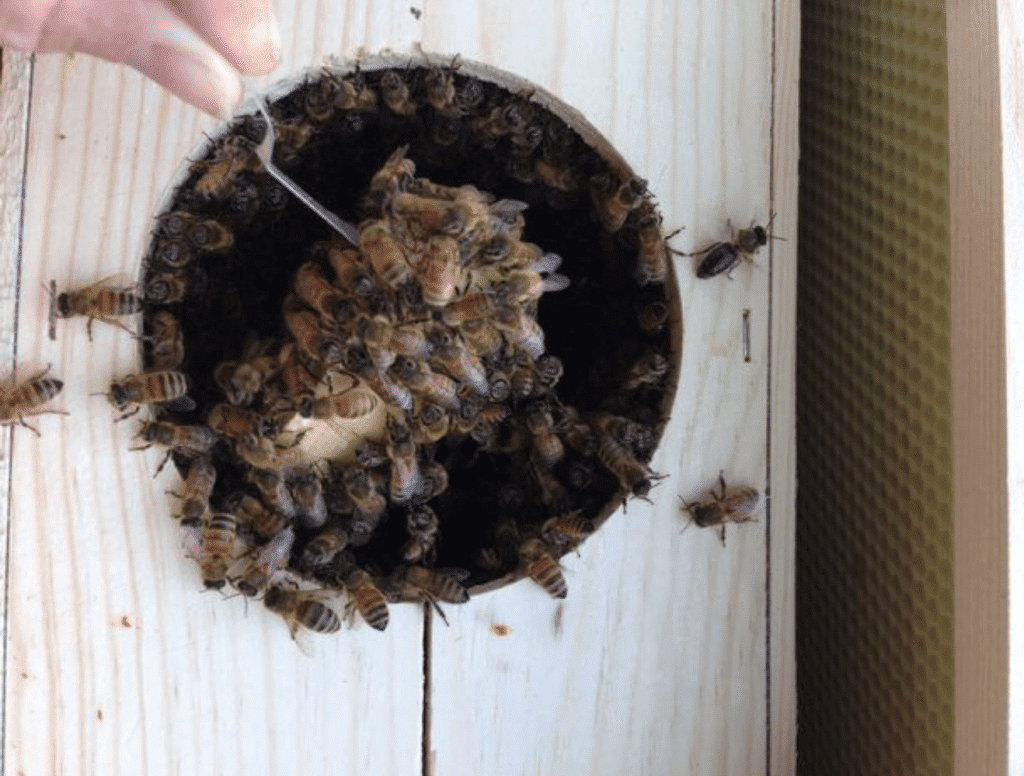 retirando reina paquete de abejas