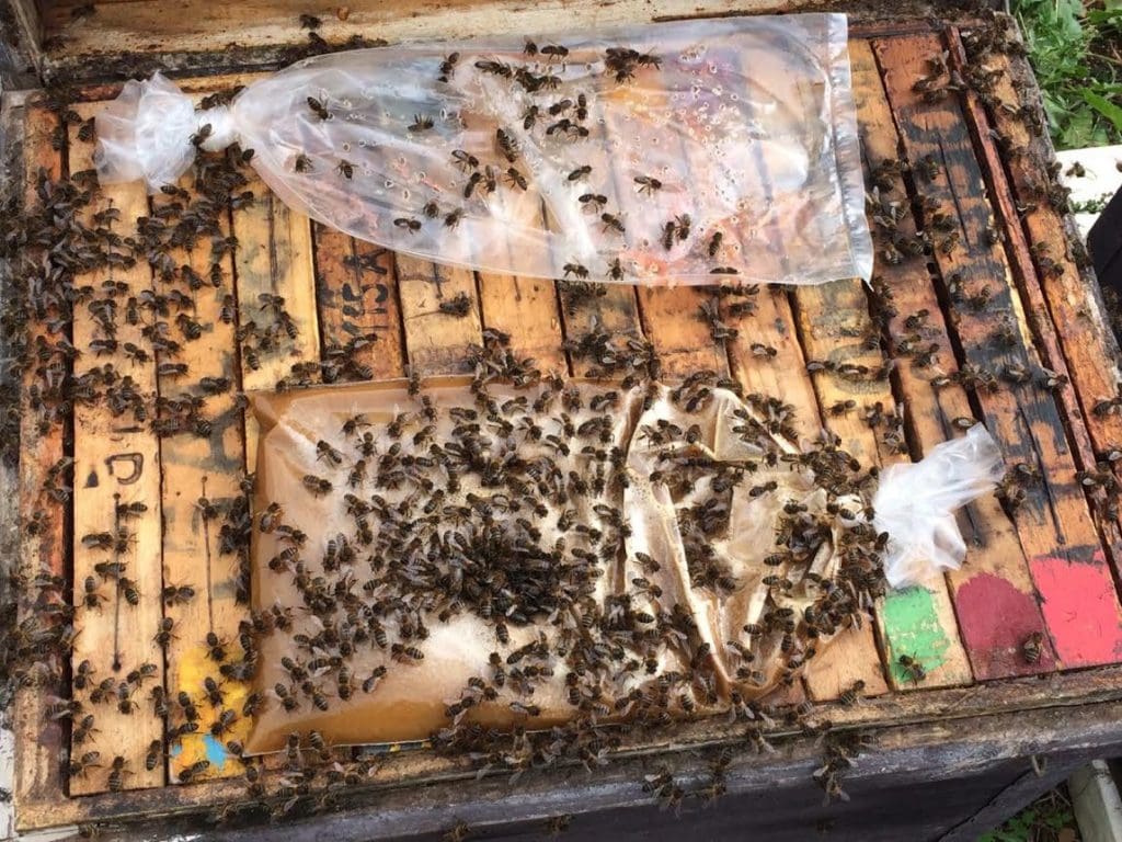 Como elaborar alimento para las abejas - Apicultura