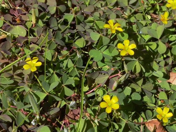 oxalis-plant