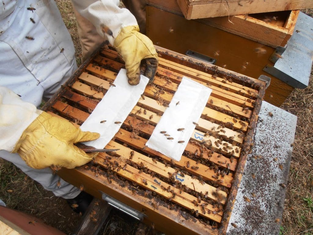 Principios básicos en Apicultura: Manejo de colmena y abejas