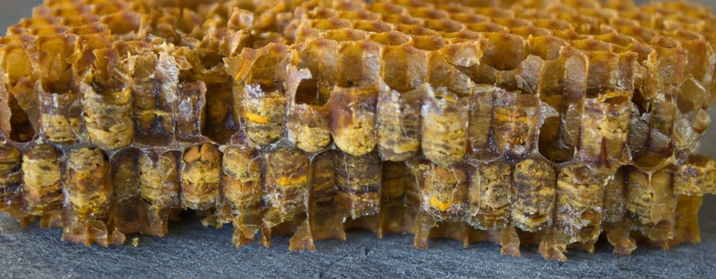 El Pan de abeja: Qué es y cómo cosecharlo - Apicultura