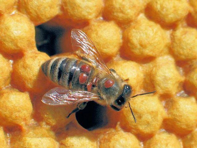 Varroa forética sobre la abeja