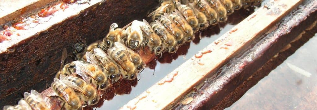 La alimentación en las abejas. ¿Por qué alimentar a las colmenas? - MIELES