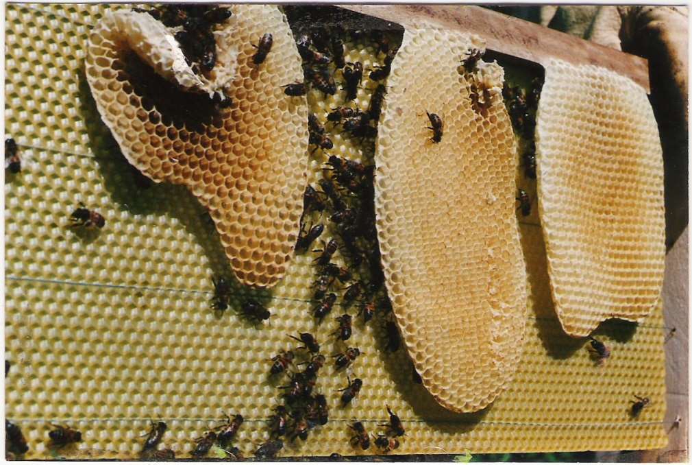 CERAS: Calidad y efecto sobre la salud de las abejas - SANIDAD