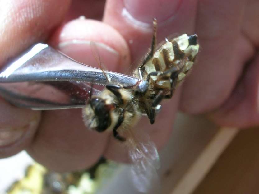 CERAS: Calidad y efecto sobre la salud de las abejas - SANIDAD