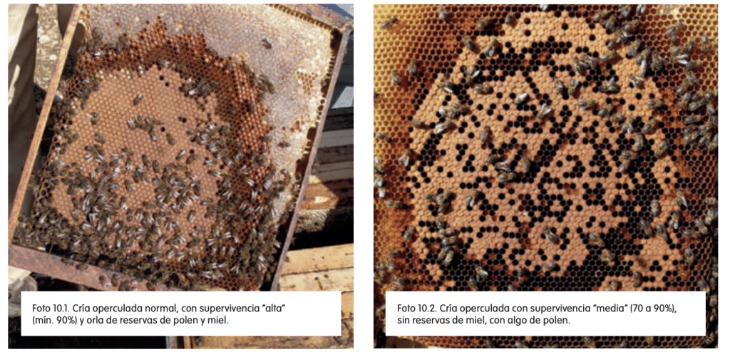 Cómo revisar una colmena de abejas - Apicultura