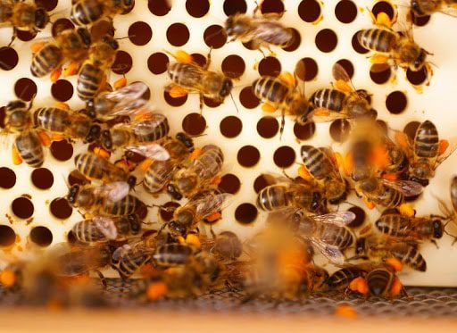 Guía] POLEN DE ABEJA: Cómo cosecharlo, manejarlo y comercializarlo