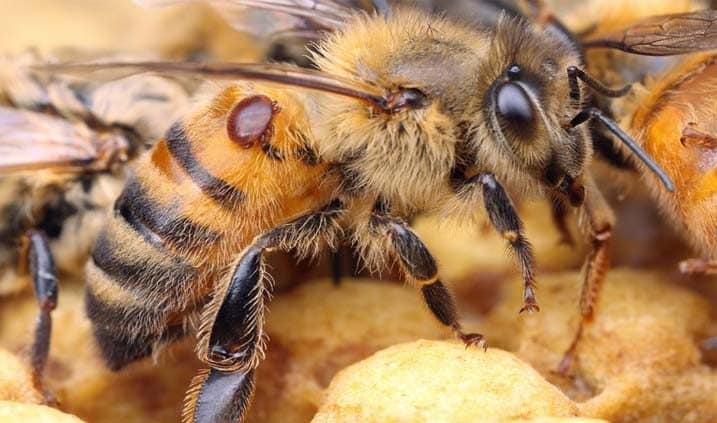 ¿Están desapareciendo las abejas? Claves sobre el Colapso de las Colmenas - Apicultura
