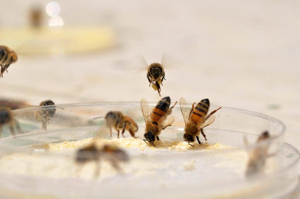 ¿Están desapareciendo las abejas? Claves sobre el Colapso de las Colmenas - Apicultura