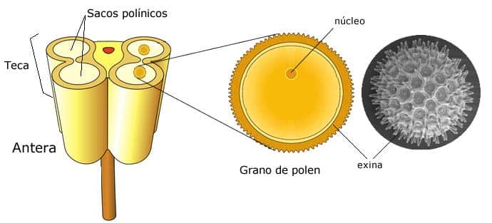 ¿Qué es la polinización? El papel de las abejas en la polinización - Apicultura