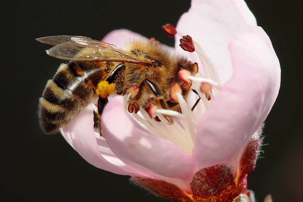 LOS VIRUS Y LAS ABEJAS: Clases, Síntomas, factores y soluciones