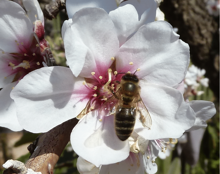 Floraciones apícolas de Primavera Temprana - BOTÁNICA
