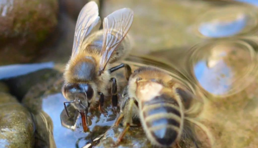 El agua y las abejas: la importancia del agua en su día a día - Apicultura