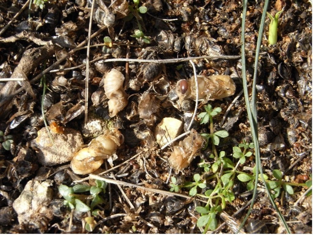 Malnutrición y hambre de las colmenas: Como detectarlo y solucionarlo - ALIMENTACION
