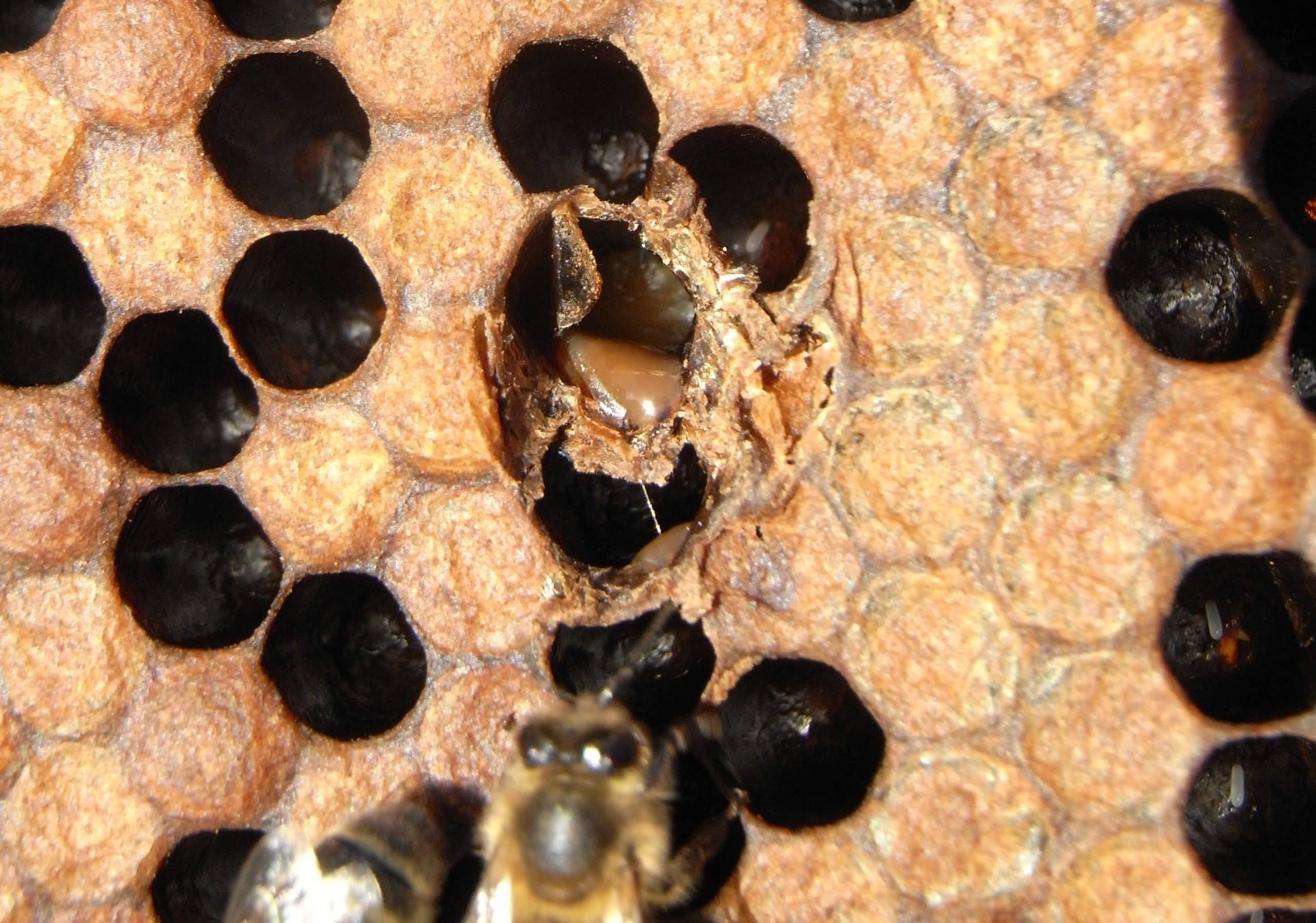 LOQUE AMERICANA (AFB) Qué es y como actuar