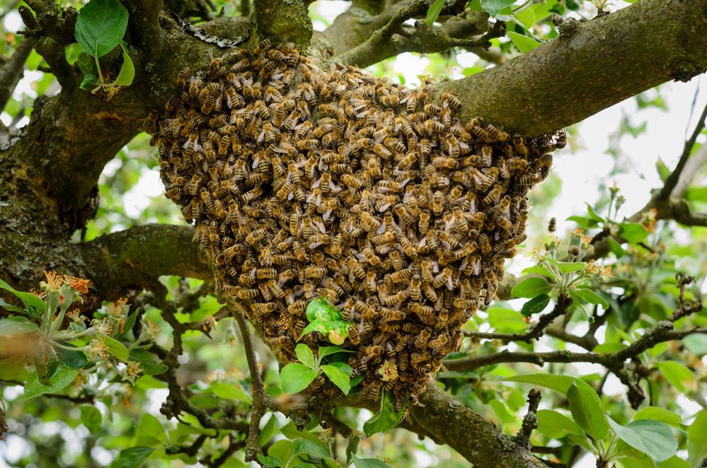 Como atraer un enjambre de abejas - Agrupación de Defensa