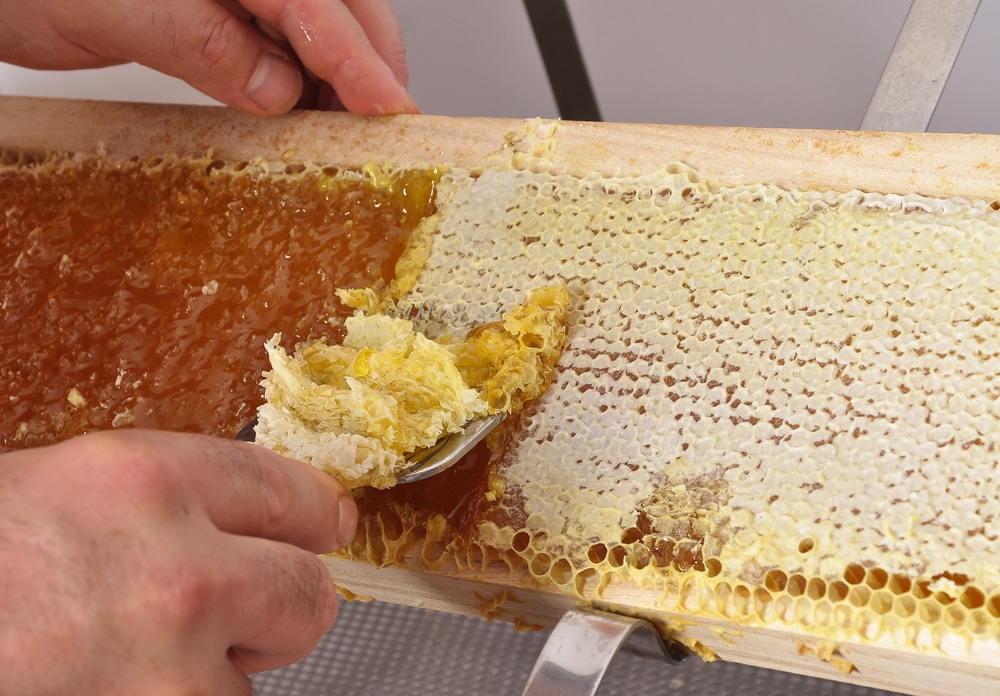Fases en la Cosecha de la miel: La Desoperculación - MANEJO