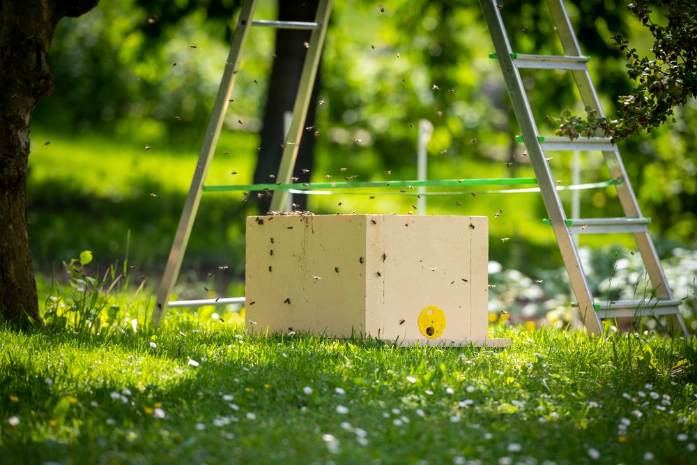 Cómo cazar un enjambre de abejas - Apicultura