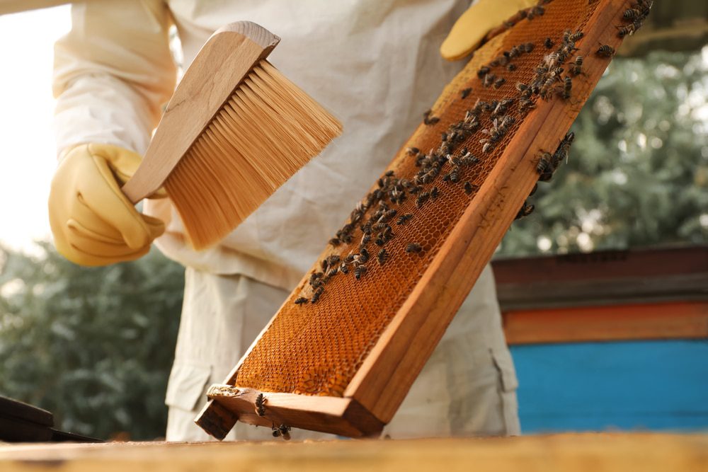 La Vestimenta y las Herramientas del Apicultor – Alimentos Para Los  Agricultores