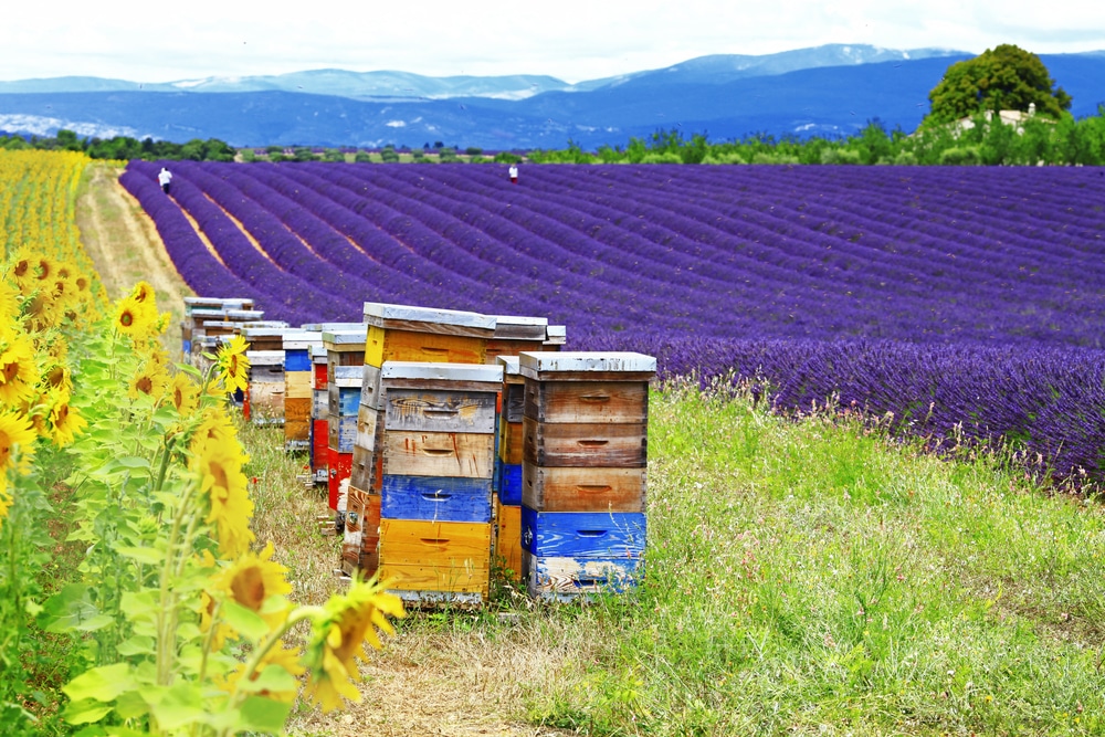 Cómo hacerse apicultor aficionado: trámites legales y burocracia - Apicultura