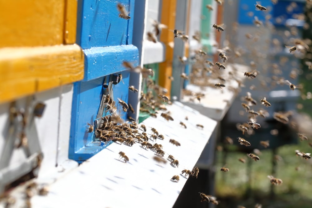 La Deriva en las abejas: Por qué se produce y sus posibles soluciones - Apicultura