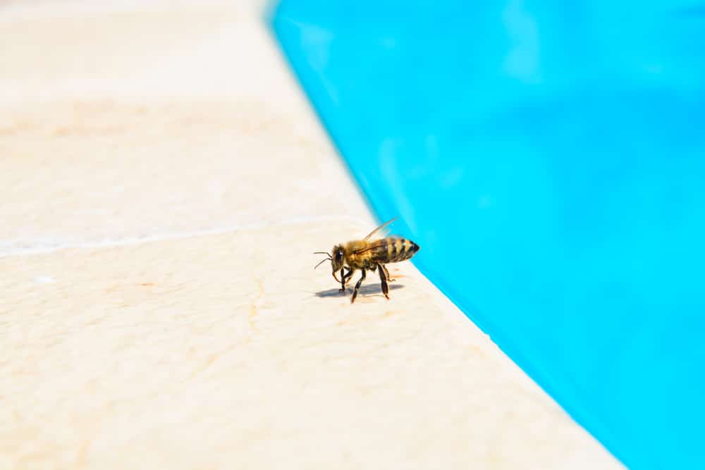 El agua y las abejas: la importancia del agua en su día a día - Apicultura