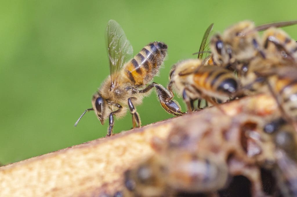 Feromonas en las abejas - Apicultura