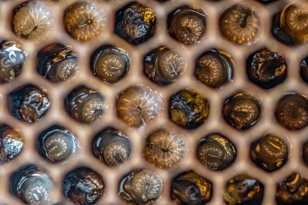 Abejas "gordas": La importancia de la proteína en las abejas - ALIMENTACION
