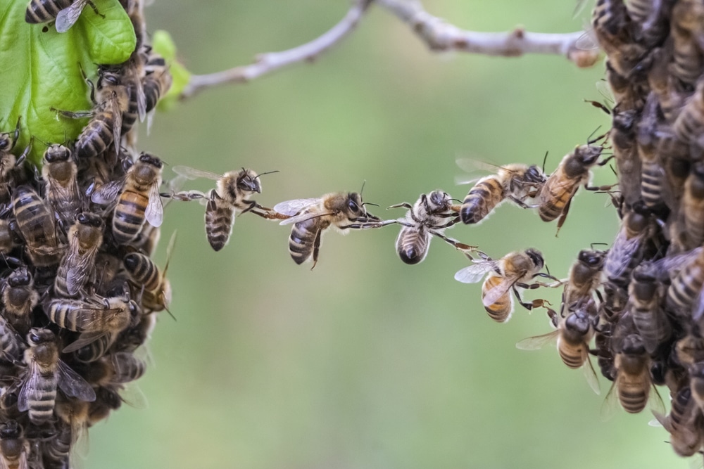 Feromonas en las abejas - Apicultura