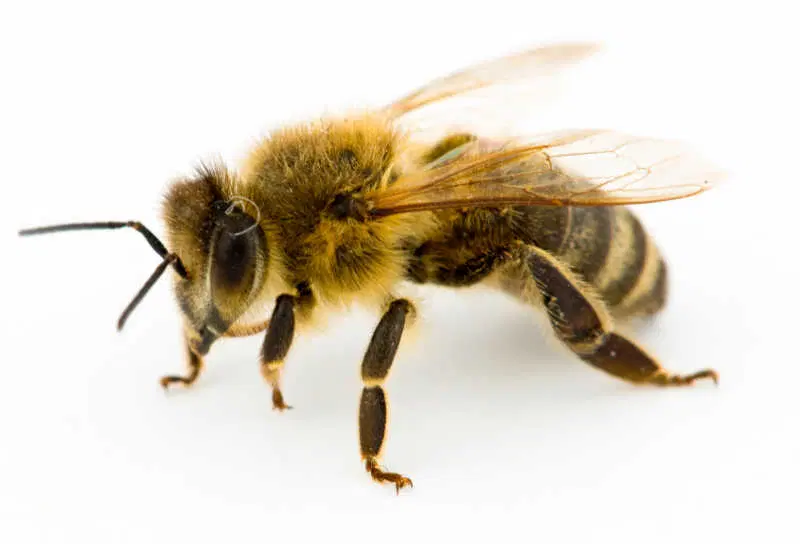 Las Antenas de las abejas ¿Qué papel juegan? - MIELES