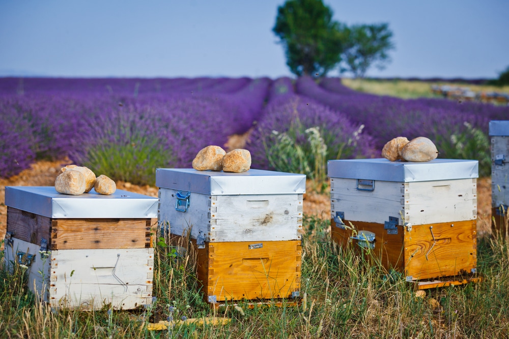 Apicultura en primavera: [Guía] ¿Qué debe hacer el apicultor en primavera? - MIELES