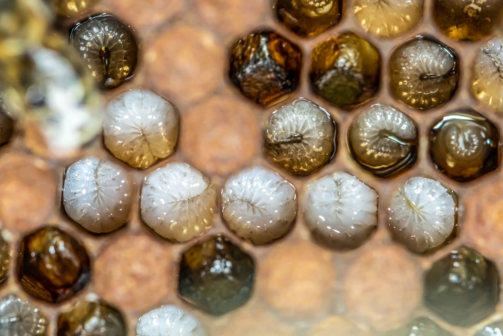 La suplementación proteica en las abejas [Guía completa] - ALIMENTACION