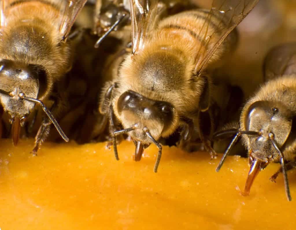 La suplementación proteica en las abejas [Guía completa] - ALIMENTACION