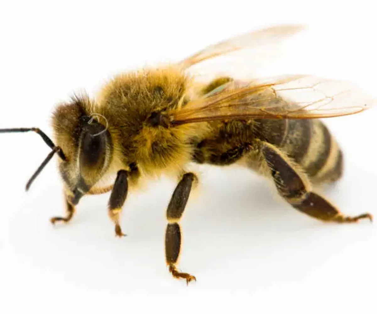 Closeup-of-bee-showing-antennae