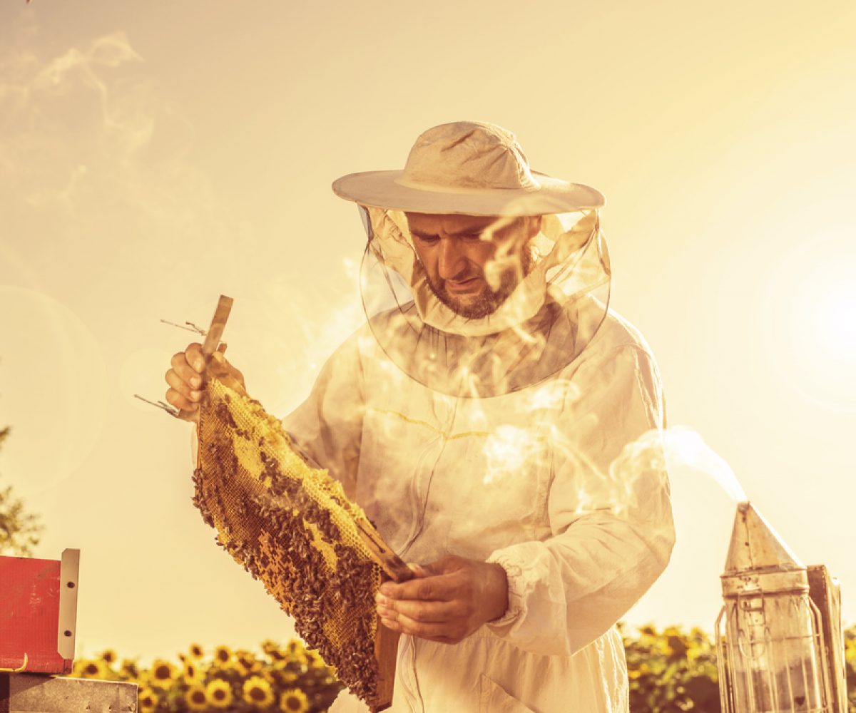 A beekeeper checking his hive