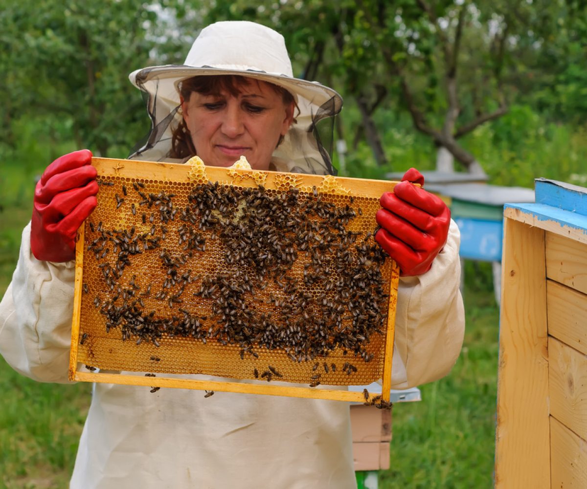 woman Beekeeper holding frame of honeycomb with bees.