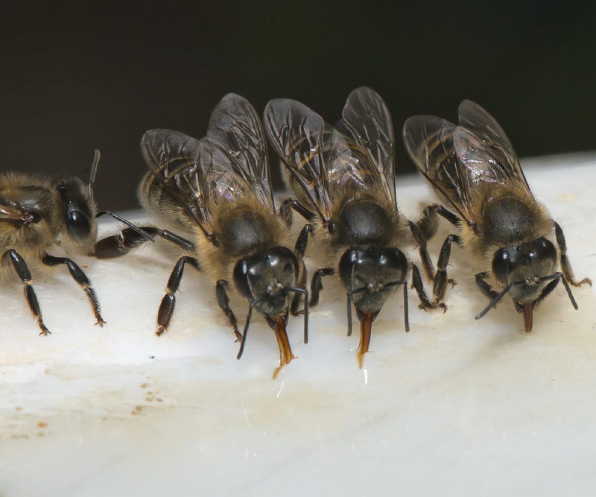 Bees insects while drinking water