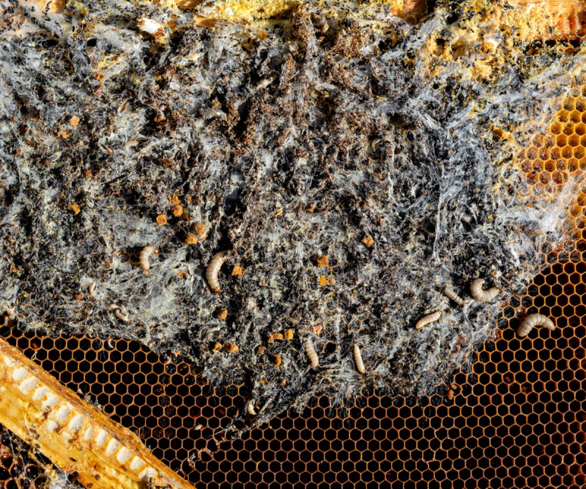 Wax moth larvae on an infected bee nest. The family of bees is sick with a wax moth. Terrible wax bee frame eaten by parasites