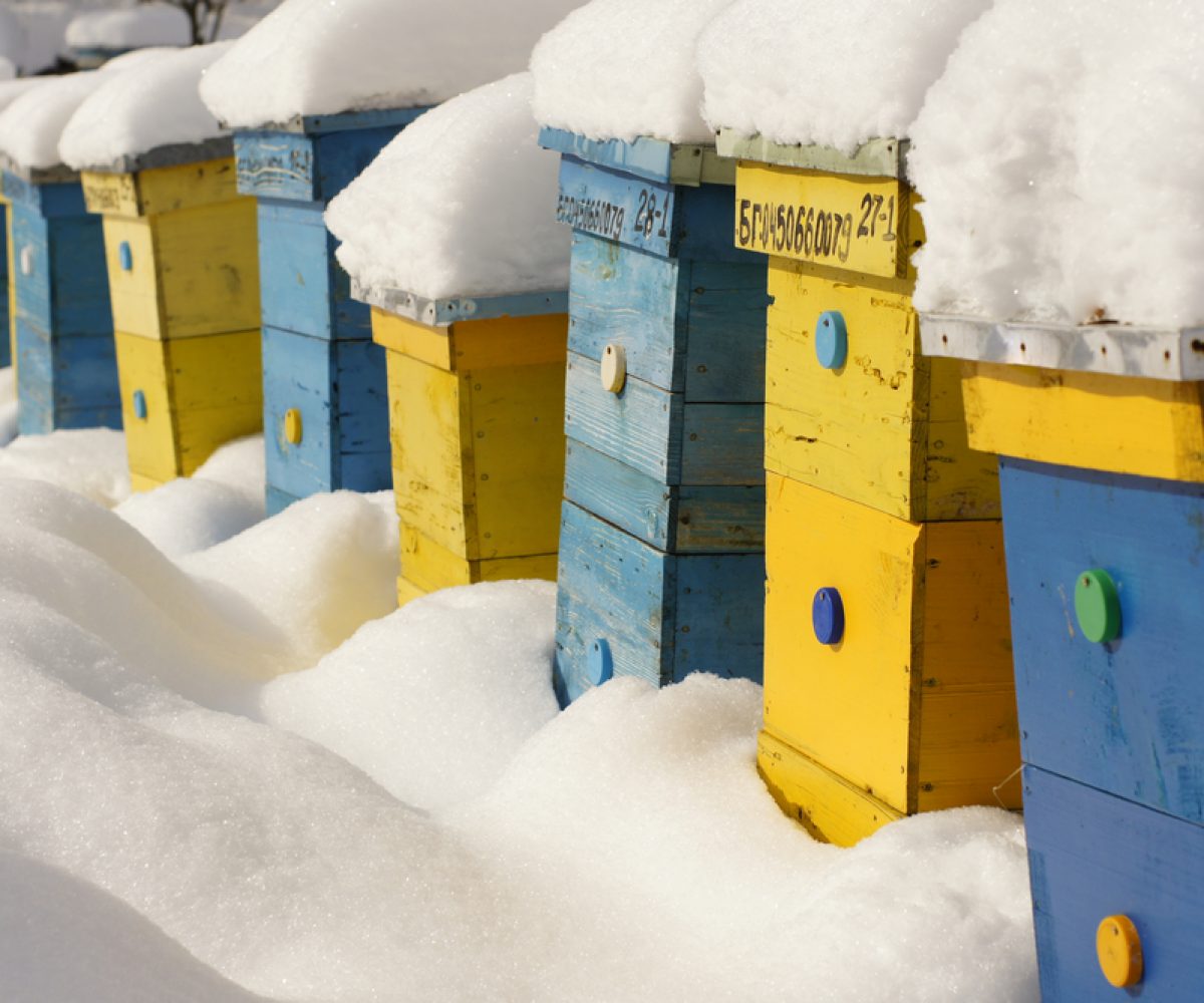 Colorful yellow and blue beehives covered with snow