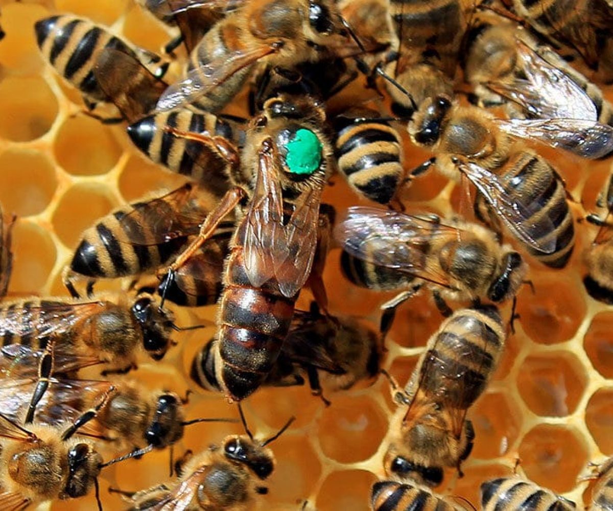 ≫[Guía] ¿Quién es quien en la colmena? Tipos de abejas