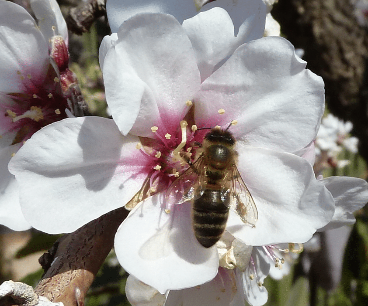 abeja-polinizando-el-almendro