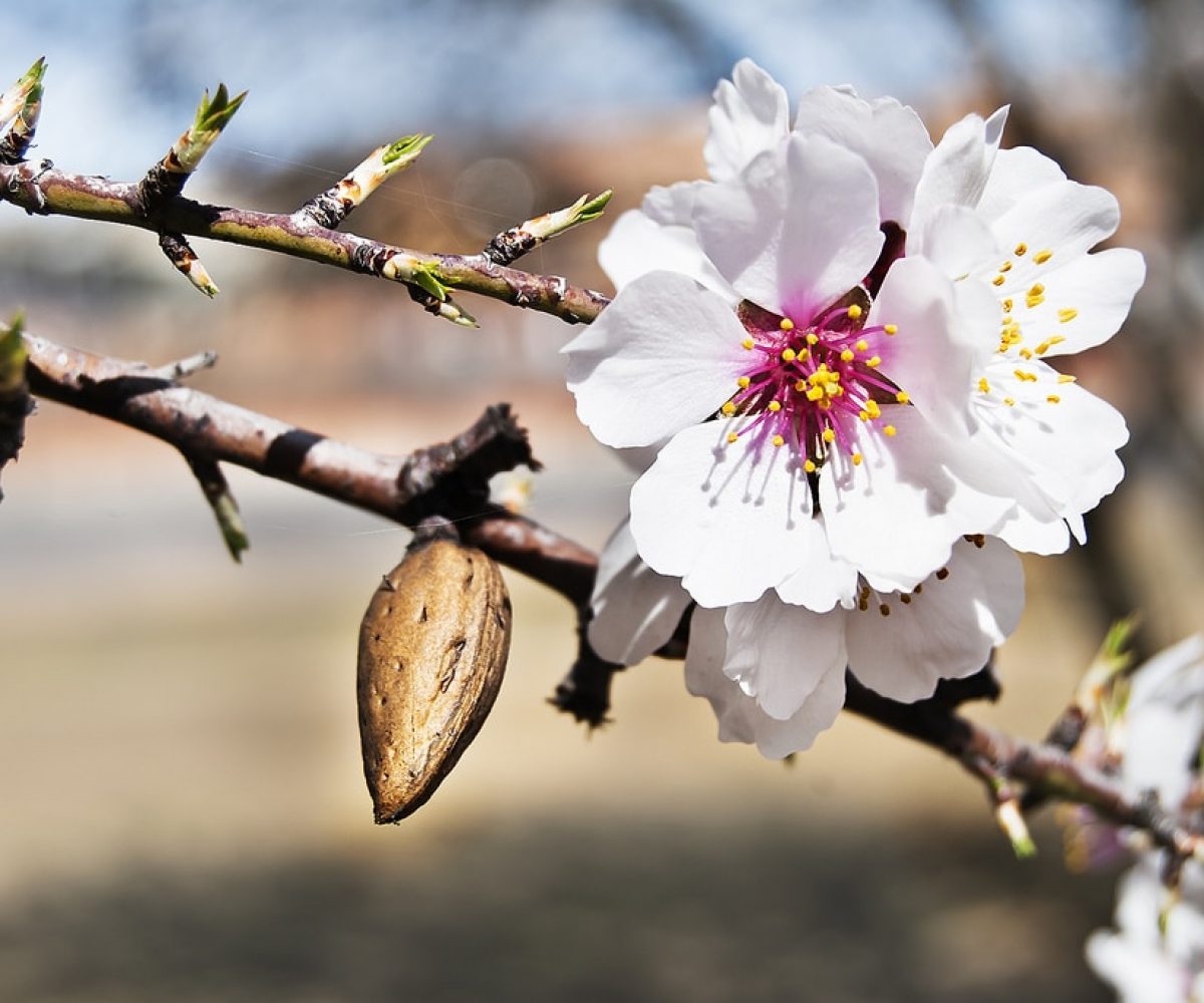 almendro-flor